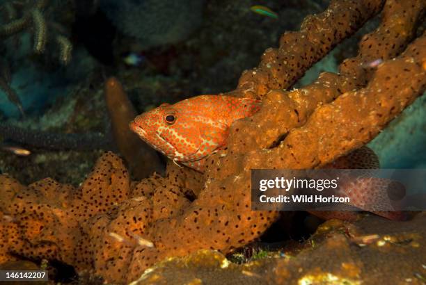Rock hind on brown tube sponge , Curacao, Netherlands Antilles,