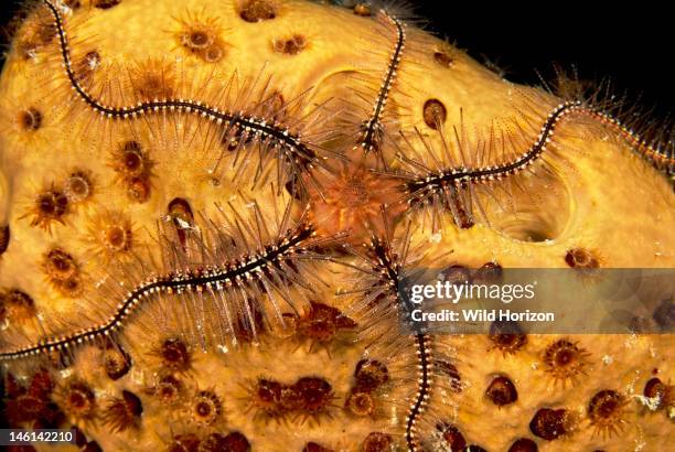 Sponge brittle star on brown tube sponge , Curacao, Netherlands Antilles,