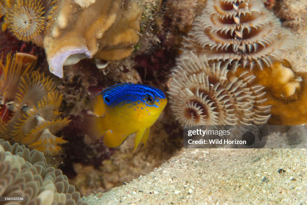 Portrait of a juvenile longfin damselfish (Stegastes diencaeus) Curacao, Netherlands Antilles