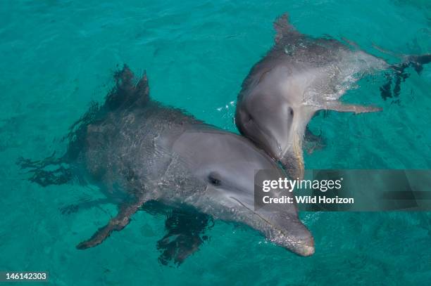 Baby Atlantic bottlenose dolphin with mother, Curacao, Netherlands Antilles,