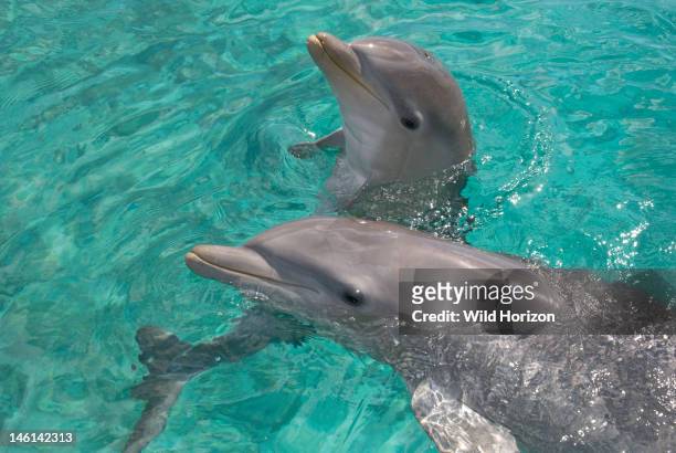 Baby Atlantic bottlenose dolphin with mother, Curacao, Netherlands Antilles,