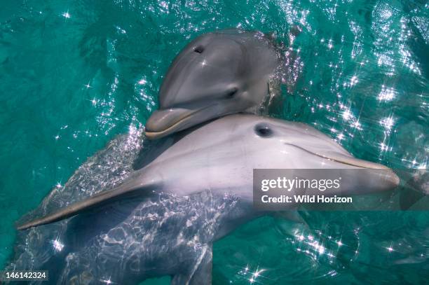 Baby Atlantic bottlenose dolphin and mother, Curacao, Netherlands Antilles,