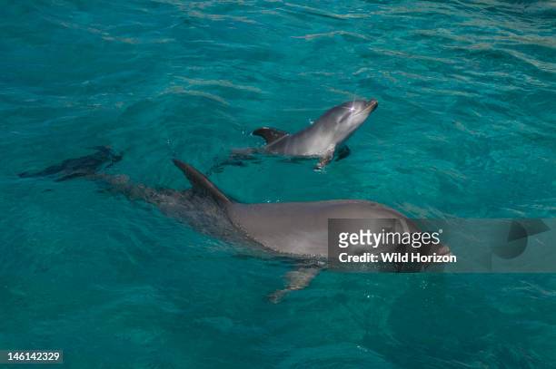 Newborn Atlantic bottlenose dolphin and mother, Curacao, Netherlands Antilles,