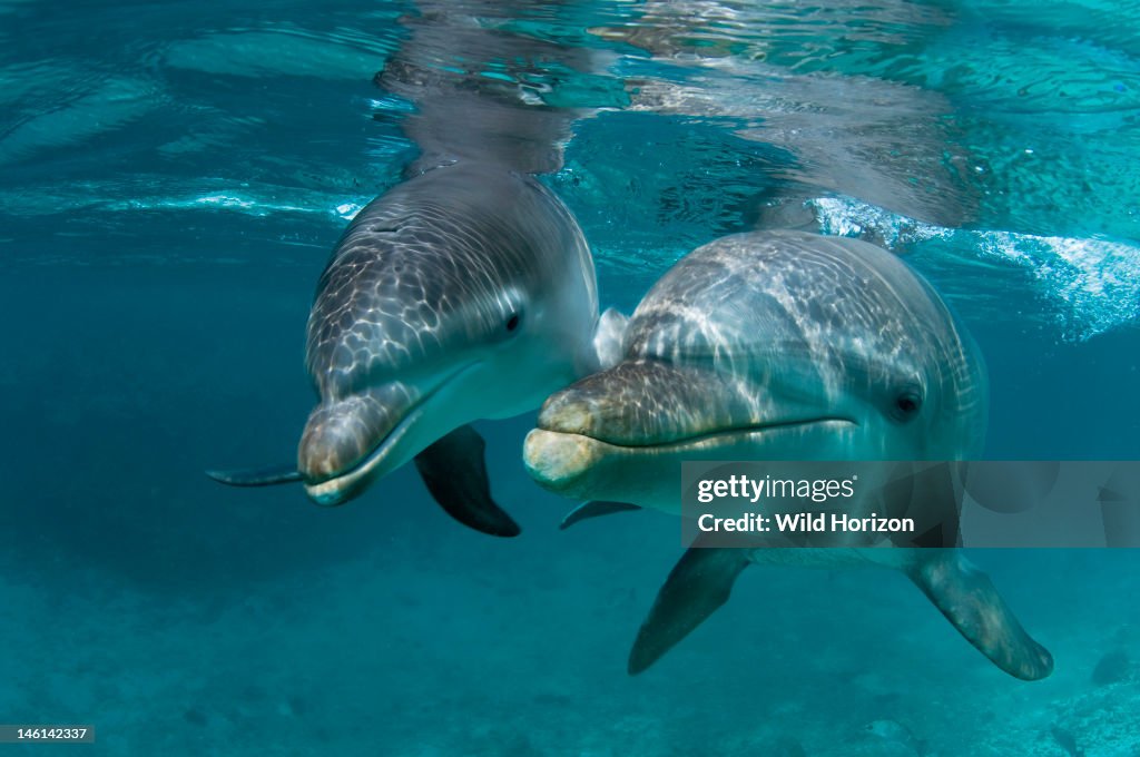 Baby Atlantic bottlenose dolphin (Tursiops truncatus) and mother Curacao, Netherlands Antilles
