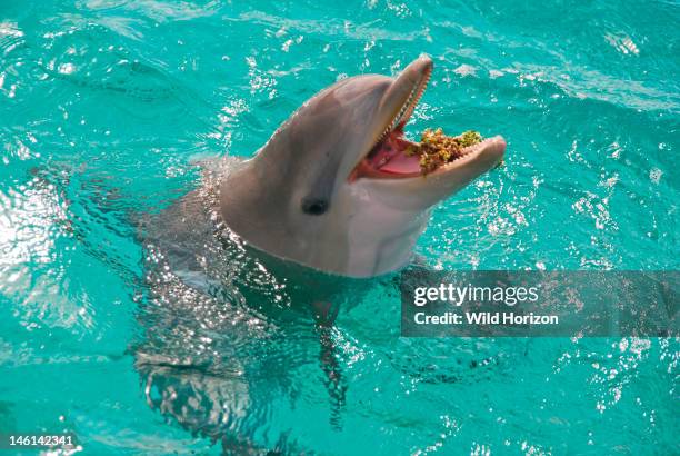 Baby Atlantic bottlenose dolphin playing with sargassum seaweed, Curacao, Netherlands Antilles,