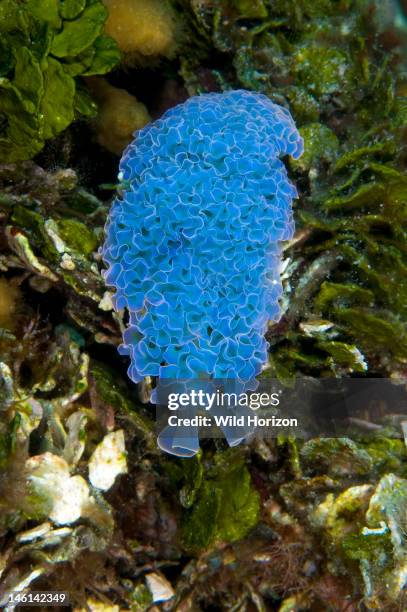 Portrait of a blue lettuce sea slug , Curacao, Netherlands Antilles,