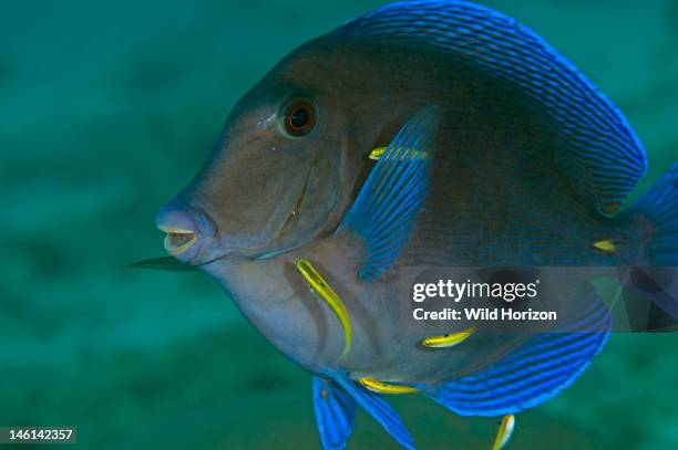 Blue tang at a fish cleaning station, Curacao, Netherlands Antilles,