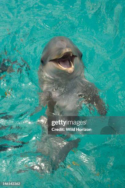 Portrait of a baby Atlantic bottlenose dolphin , Curacao, Netherlands Antilles,