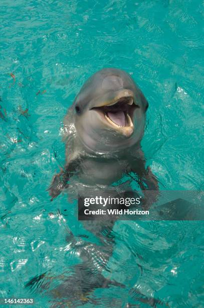 Portrait of a baby Atlantic bottlenose dolphin , Curacao, Netherlands Antilles,