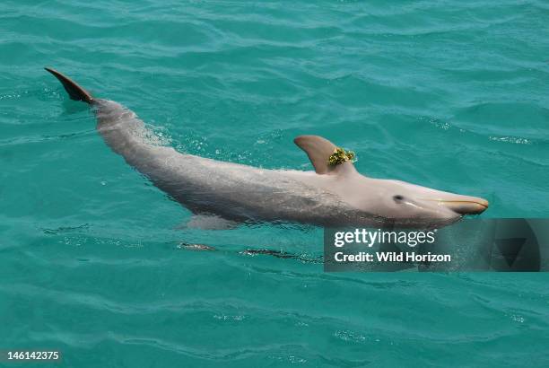 Baby Atlantic bottlenose dolphin playing with sargassum seaweed, Curacao, Netherlands Antilles,
