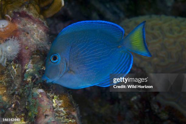 Juvenile blue tang , Curacao, Netherlands Antilles,