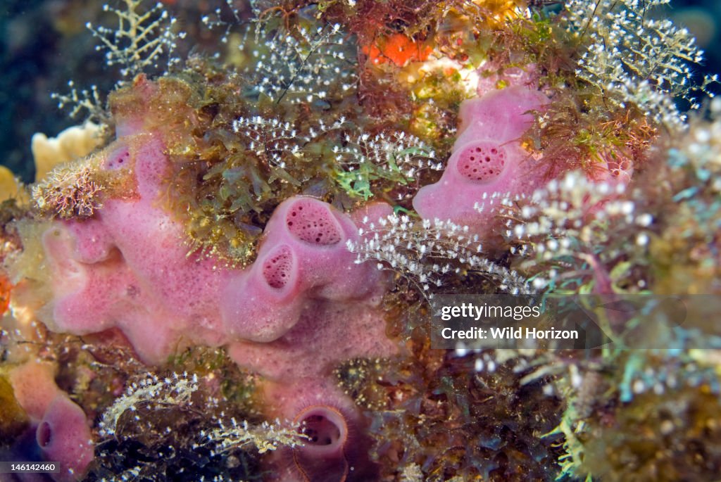 Example of a pink smooth tube sponge (Callyspongia fallax) Curacao, Netherlands Antilles