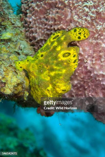 Yellow longlure frogfish with extended lure, Curacao, Netherlands Antilles,