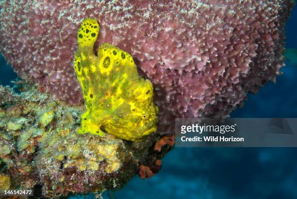 Yellow longlure frogfish portrait , Curacao, Netherlands Antilles,