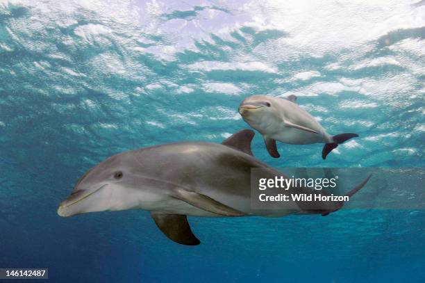 Portrait of mother and baby Atlantic bottlenose dolphins , Curacao, Netherlands Antilles,