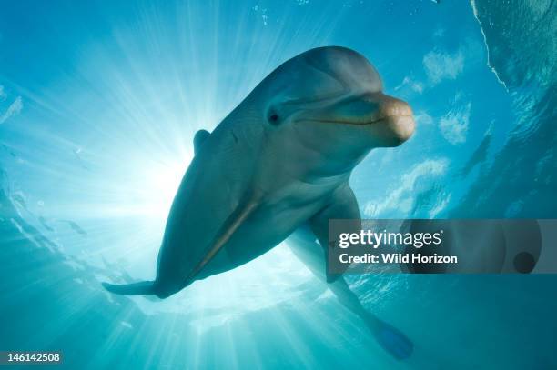 Portrait of an Atlantic bottlenose dolphin , Curacao, Netherlands Antilles,