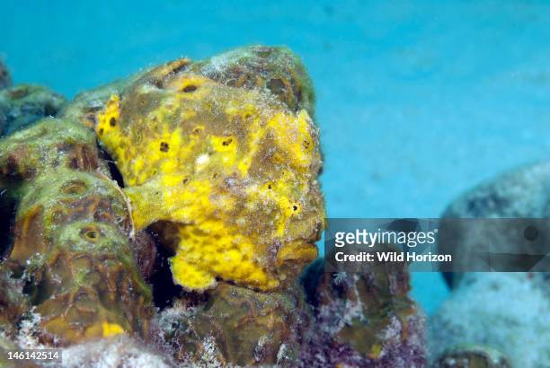 Yellow longlure frogfish with lure extended, Curacao, Netherlands Antilles,