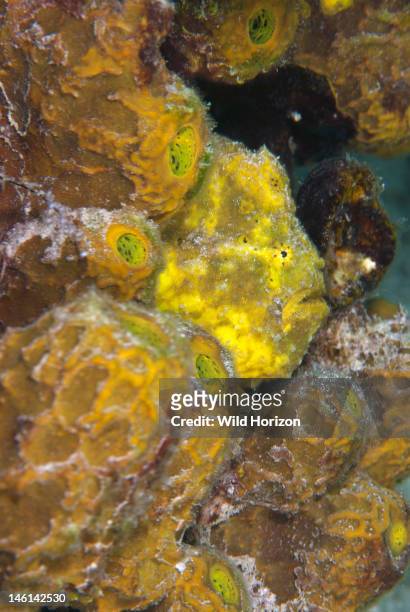 Yellow longlure frogfish camouflaged in sponges, Curacao, Netherlands Antilles,