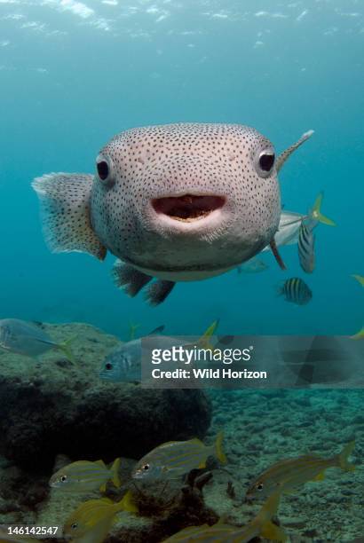 Portrait of a porcupinefish , Curacao, Netherlands Antilles,