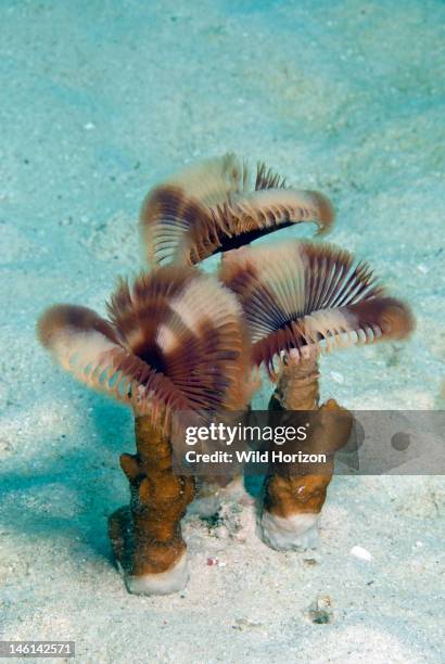 Portrait of split-crown feather duster , Curacao, Netherlands Antilles,