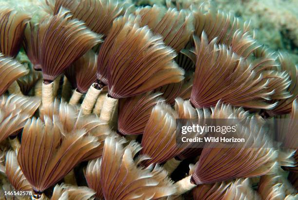 Custer of social feather duster worms , Curacao, Netherlands Antilles,