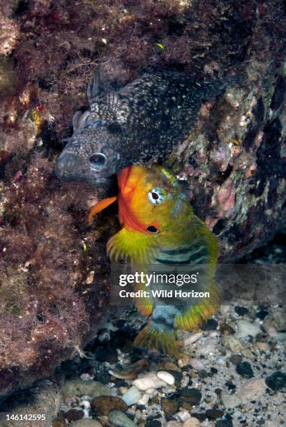 Male and female hairy blenny in breeding colors, Curacao, Netherlands Antilles,