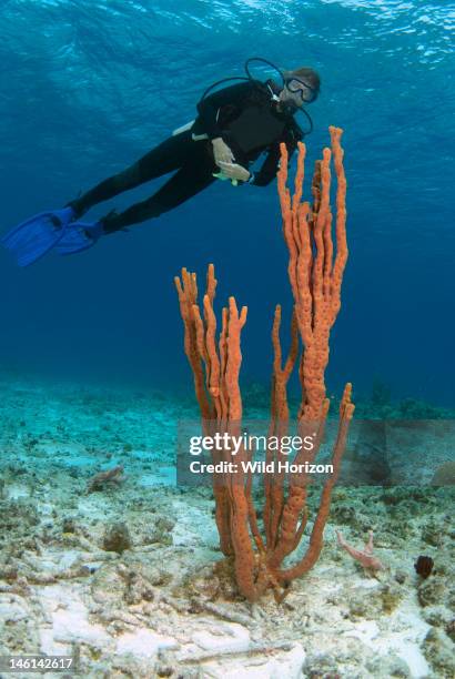 Rope Sponge Photos and Premium High Res Pictures - Getty Images