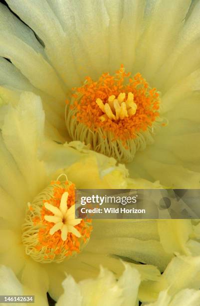 Pair of rock cactus flowers, Ariocarpus trigonus, Native to Mexico, Garden in Tucson, Arizona, USA,