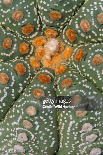 Spine pattern atop star cactus, Astrophytum asterias, Native to the Chihuahuan Desert, Garden in Tucson, Arizona, USA,