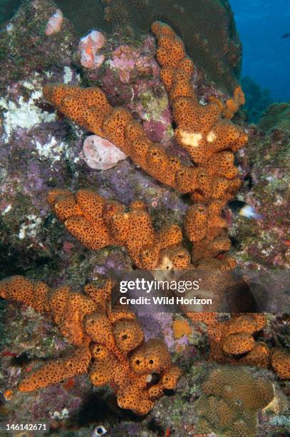 Example of brown tube sponge with maroon sponge zoanthids , Curacao, Netherlands Antilles,