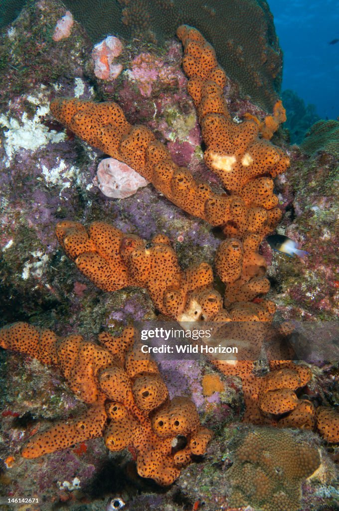 Example of brown tube sponge (Agelas conifera) with maroon sponge zoanthids