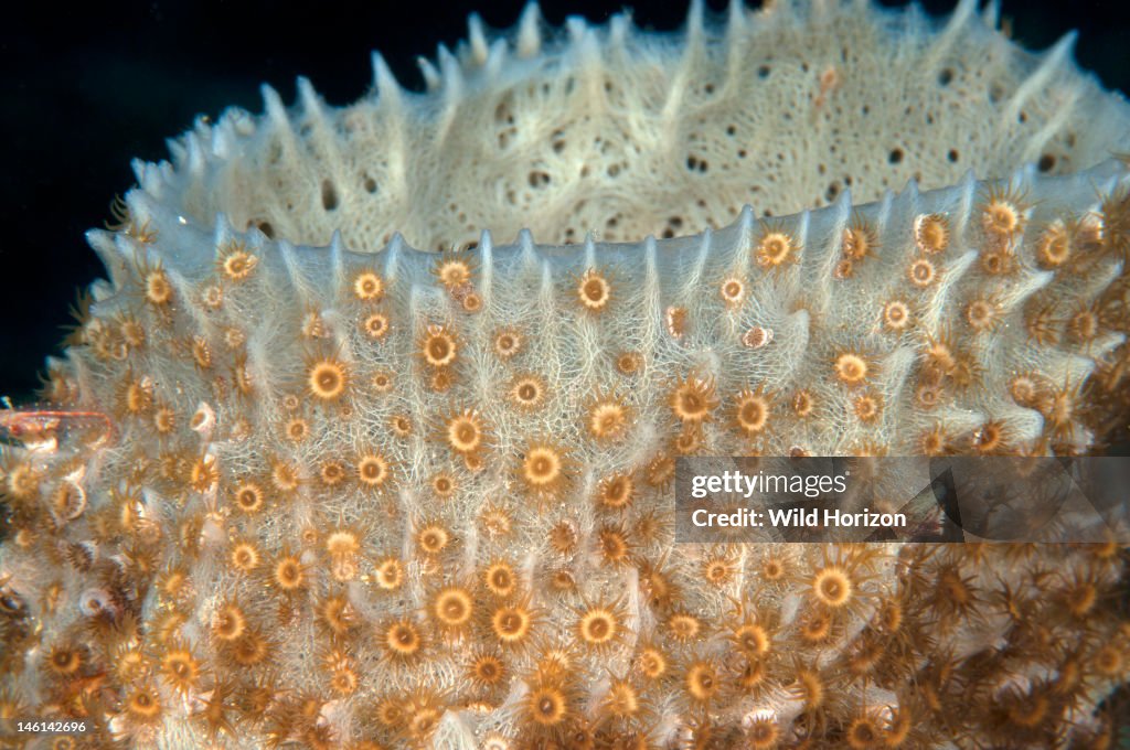 Colony of sponge zoanthid