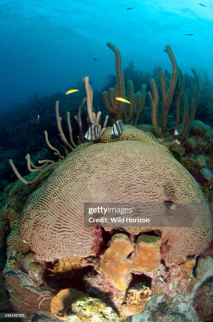 Reef scene showing boulder brain coral (Colpophyllia natans) Curacao, Netherlands Antilles