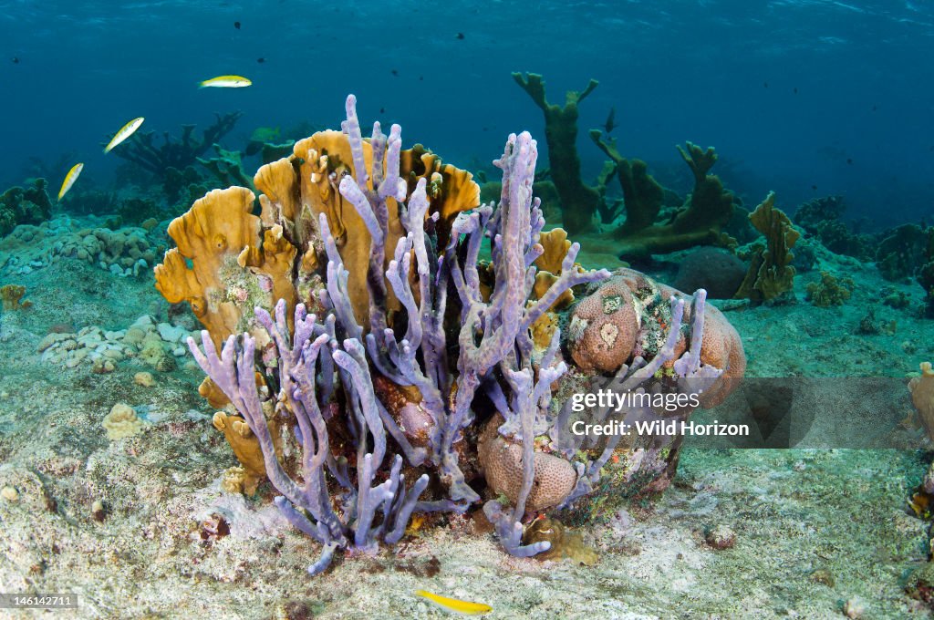 Coral reef scene showing blade fire coral (Millepora complanata) and row pore rope sponge (Aplysina cauliformis) Curacao, Netherlands Antilles