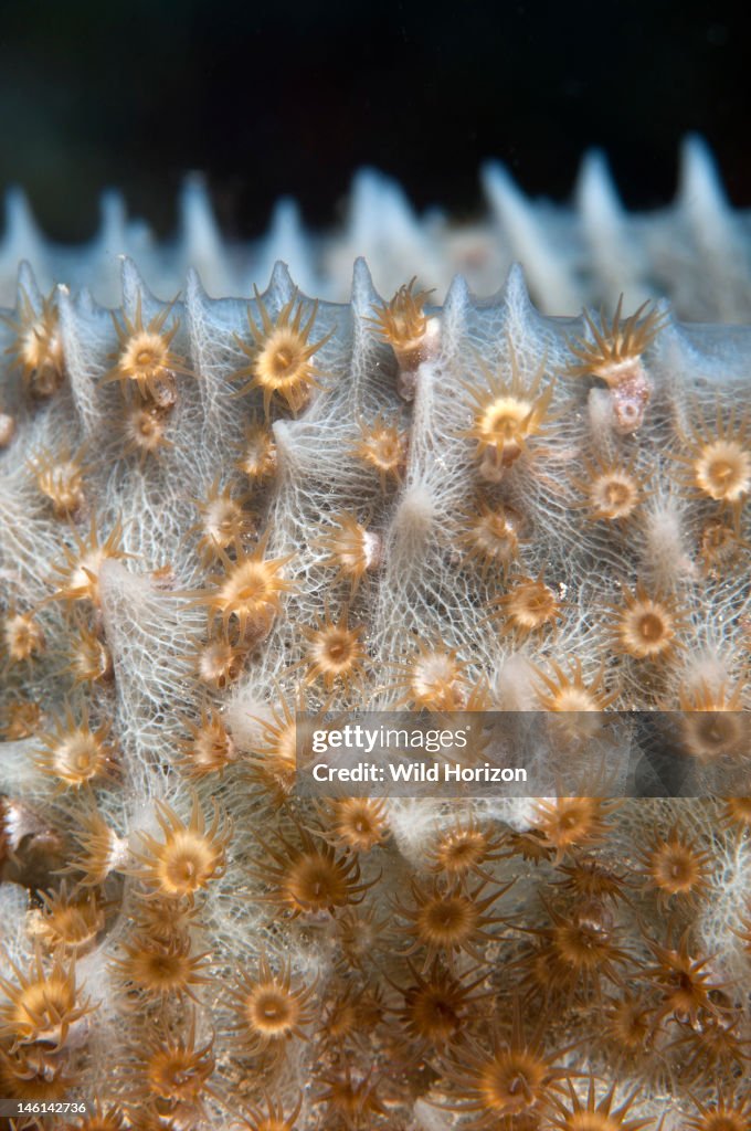 Close up of a sponge zoanthid