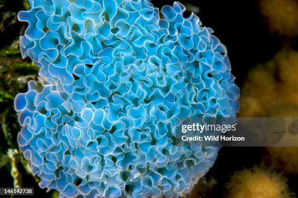 Close-up of a lettuce sea slug showing skin ruffles that resemble leaf lettuce, Curacao, Netherlands Antilles, Formerly classified as genus Tridachia,