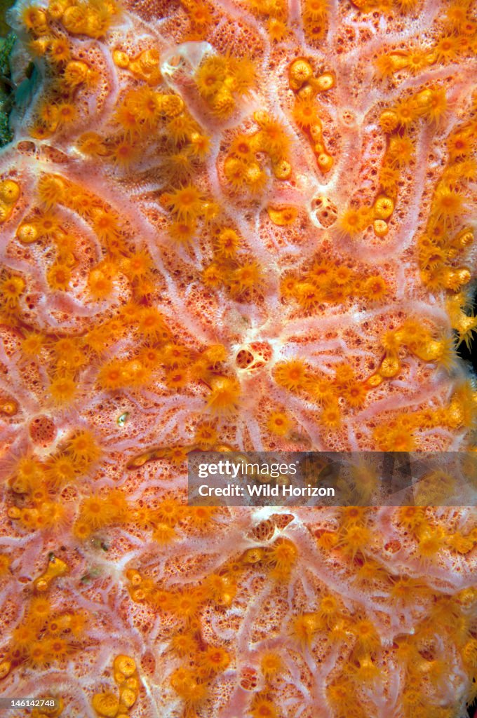 Portrait of golden zoanthid