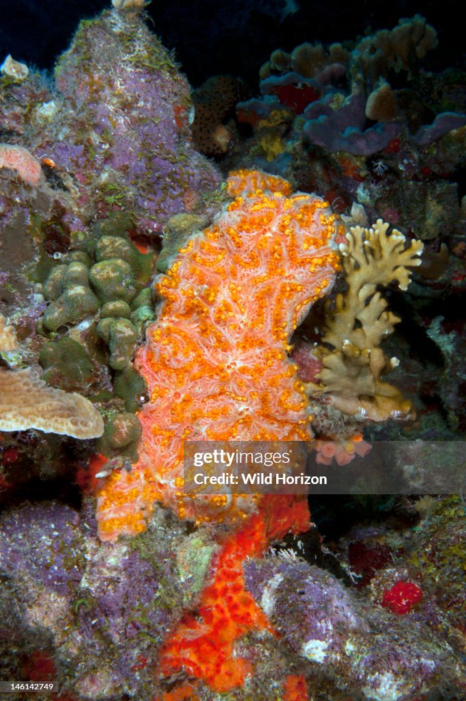 Golden zoanthid