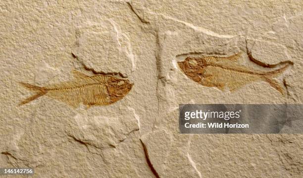 Pair of fossilized fish in limestone, Diplomystus dentatus, From the Green River Formation, Eocene epoch, Tertiary period, Cenozoic era, Southwestern...