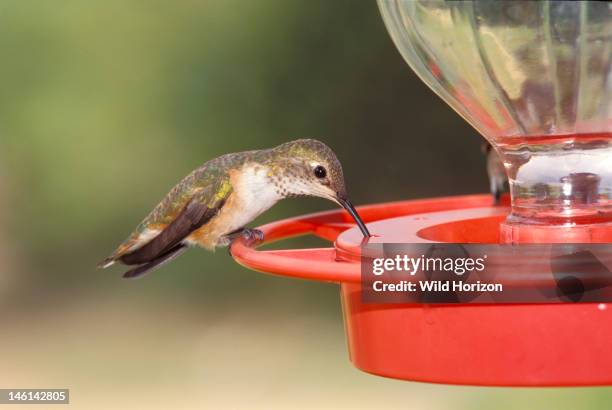 Female black-chinned hummingbird at a hummingbird feeder, Archilochus alexandri, Bandera, Texas, USA,