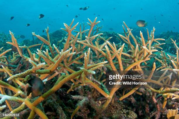 Large colony of staghorn coral , Curacao, Netherlands Antilles,