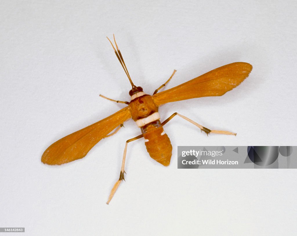 Wasp-moth, a species that mimics a wasp Unidentified species in the Family Sesiidae San Juan, Puerto Rico, USA Photographed under controlled conditions