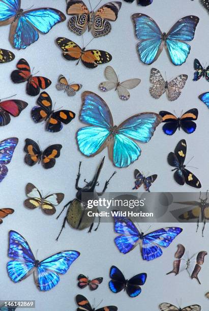 Exhibit of pinned insects with several iridescent butterflies, Insect Museum, Sentosa Island, Singapore,