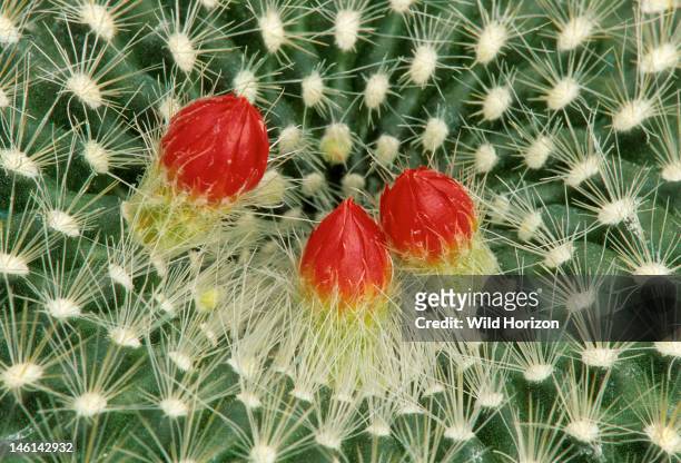 Parodia cactus with three flower buds, Parodia species; the genus Parodia is also known as Notocactus, Genus is native to grasslands and forests of...