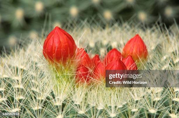 Parodia cactus with flower buds, Parodia species, Genus is native to grasslands and forests of central South America, Garden in Tucson, Arizona, USA,