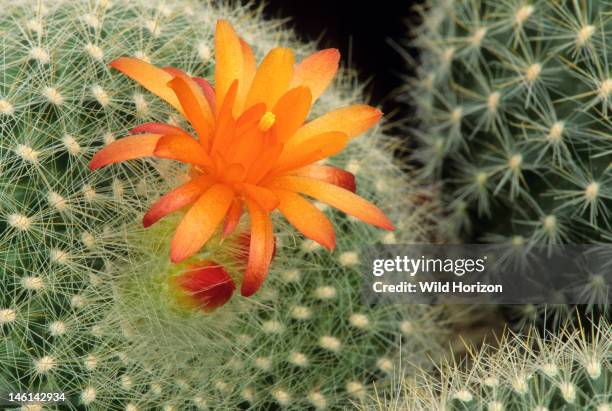 Flowering Parodia cactus, Parodia species, Genus Parodia is also known as Notocactus, Genus is native to grasslands and forests of central South...