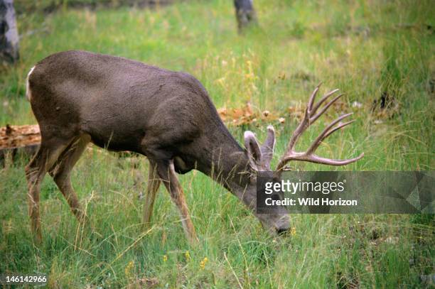 Grazing mule deer buck in forest clearing at the Grand Canyon, Odocoileus hemionus, Kaibab Plateau, North Rim of Grand Canyon National Park, Arizona,...