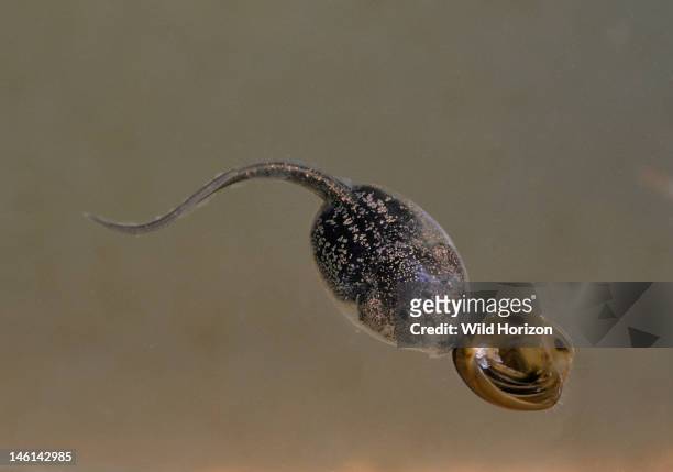 Omnivorous Mexican spadefoot toad tadpole nibbles at skeletal remains of a much larger tadpole of the same species, Spea multiplicata, Synonyms...