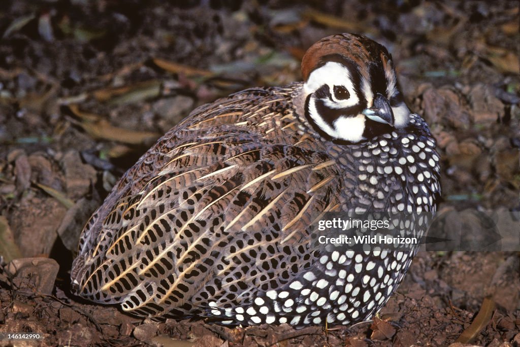 Montezuma quail, also known as Mearns' quail, harlequin quail, and fool's quail Cyrtonyx montezumae This mountain species is native to oak grasslands and pine-oak woodlands in the Upper Sonoran life zone Aviary at the Arizona-Sonora Desert Museum,