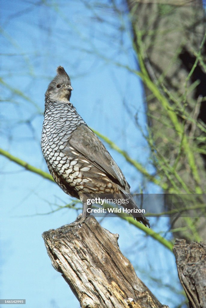 Scaled quail, a resident of mesquite-grasslands Callipepla squamata Photographed at the Arizona-Sonora Desert Museum, Tucson, Arizona, USA Photographed under controlled conditions